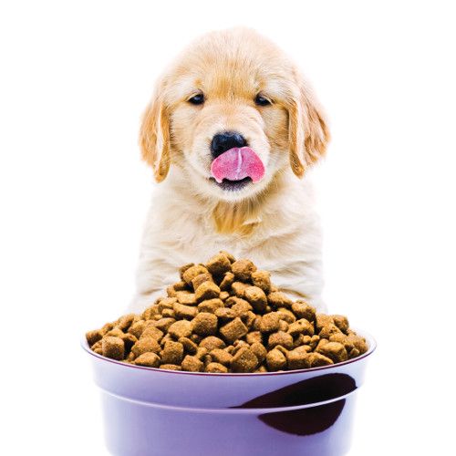 Dog Food